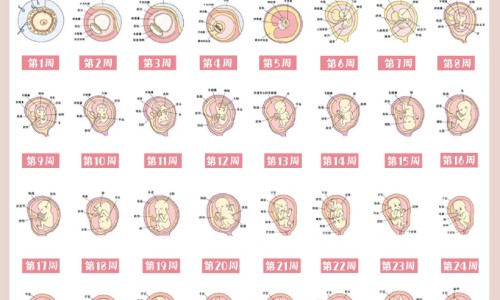 雄比熊手术后注意什么区别网 - 网站提供比熊狗做绝育手术期间要注意什么小常识、比熊绝育后最难熬的阶段