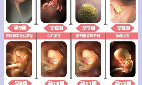 雄比熊手术后注意什么区别网 - 网站提供比熊狗做绝育手术期间要注意什么小常识、比熊绝育后最难熬的阶段